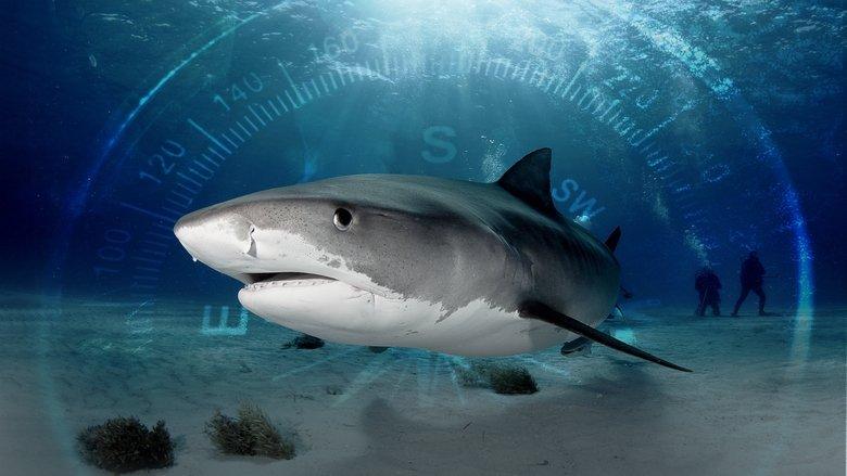 Sharks of the Bermuda Triangle image