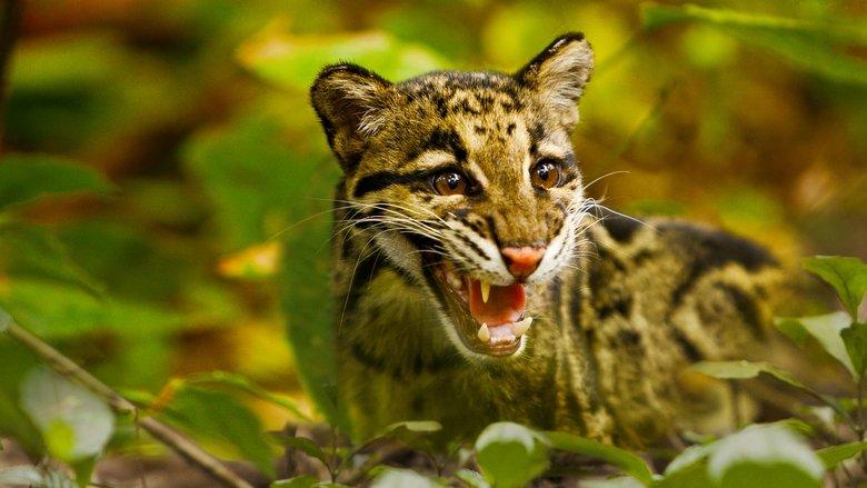 Return of the Clouded Leopards image