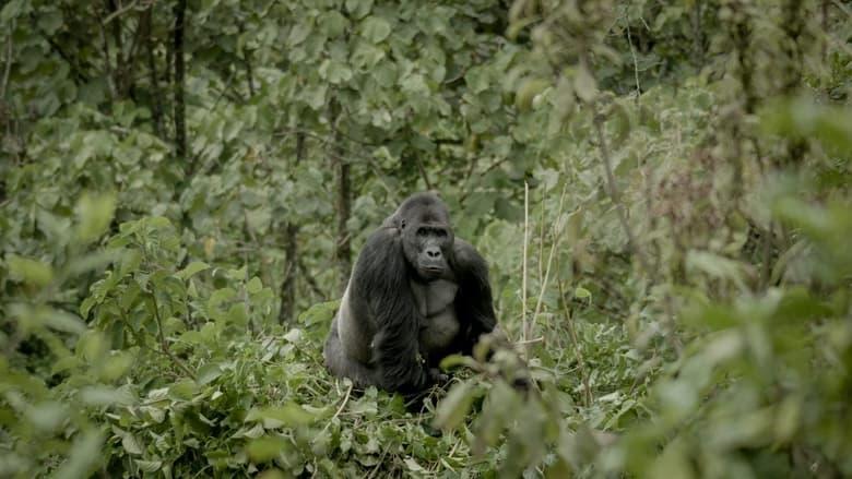 Silverback image