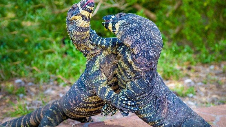 Au cœur de l'Australie sauvage image