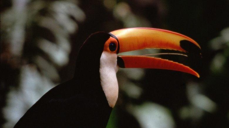 The Life of Birds image