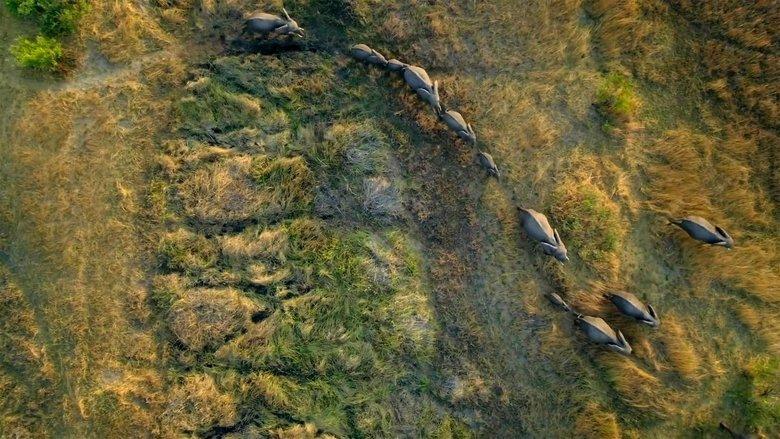 Migrations: Herds on the Move image