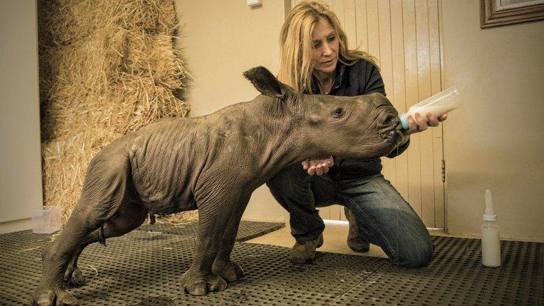 Stroop: Journey into the Rhino Horn War image