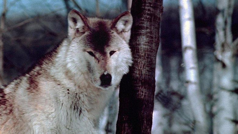Wolf Pack image