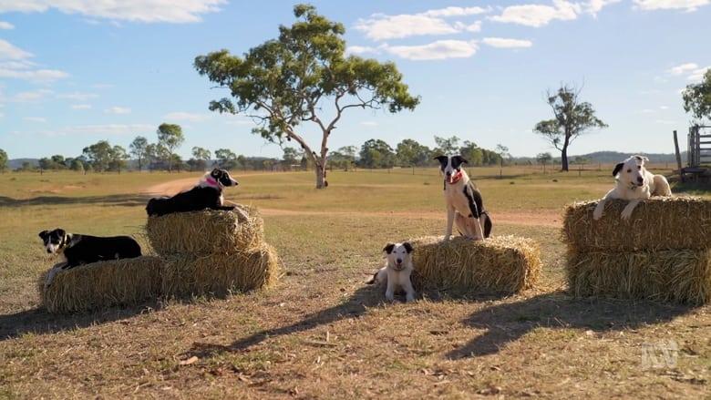 Muster Dogs image