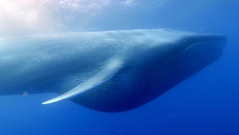 Ocean Giants image