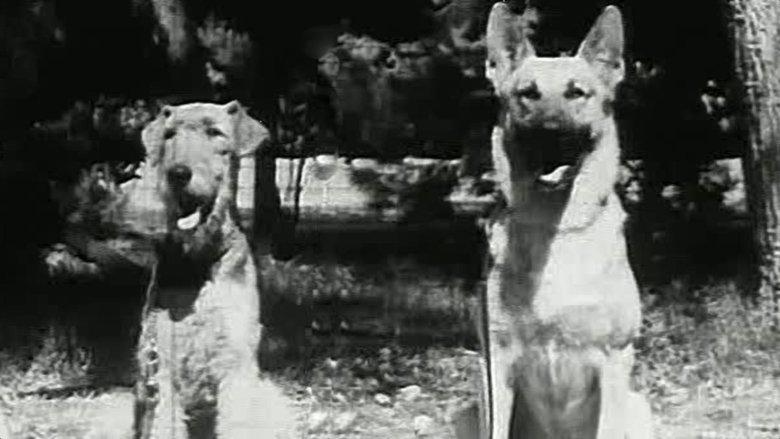 War Dogs image