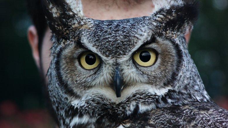 RES CREATA - Humans and other animals image
