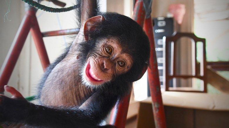 Baby Chimp Rescue image