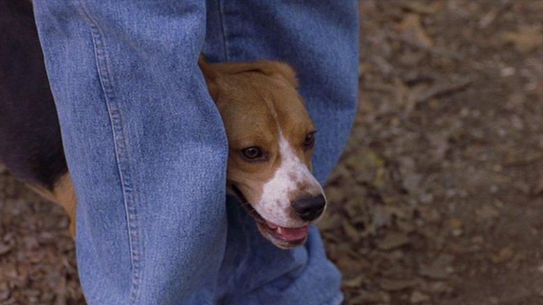 Saving Shiloh image