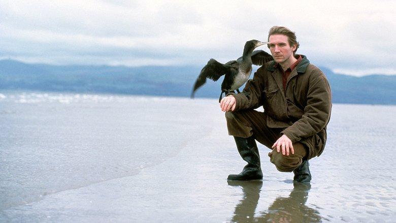 The Cormorant image
