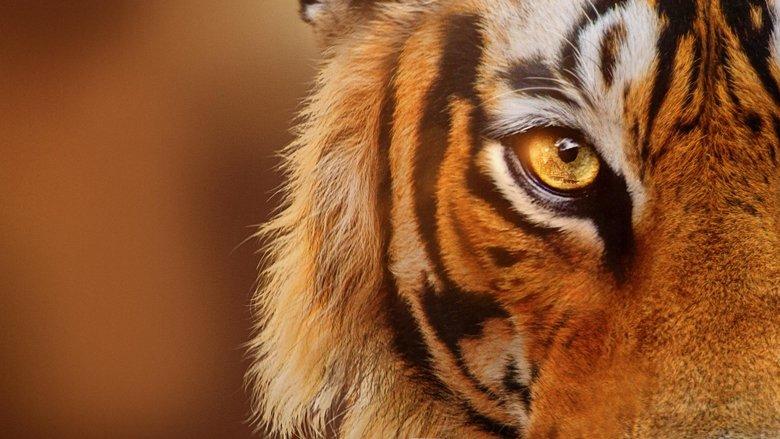 Tigers on the Rise image