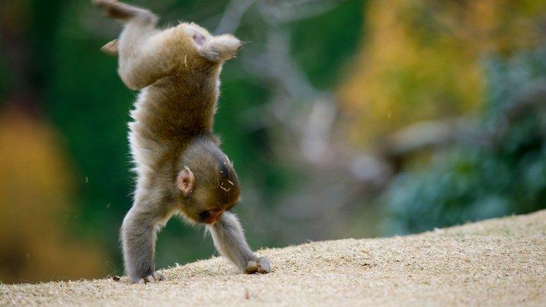 Animals at Play image