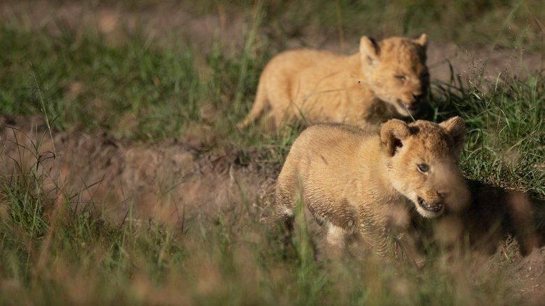 Born Wild: The Next Generation image
