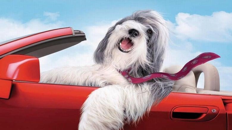 The Shaggy Dog image