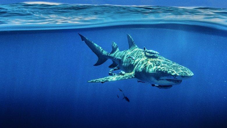 Sky Sharks image