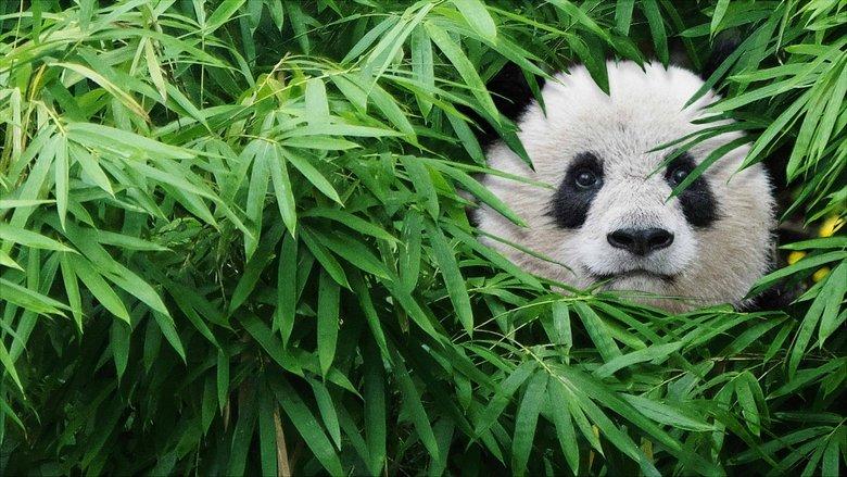 Pandas image