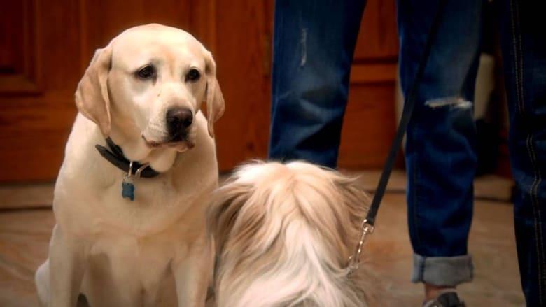 The Dog Who Saved Easter image