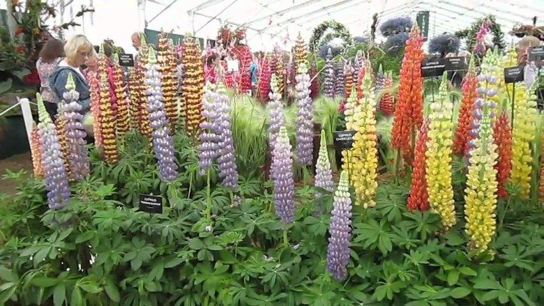 RHS Hampton Court Flower Show image