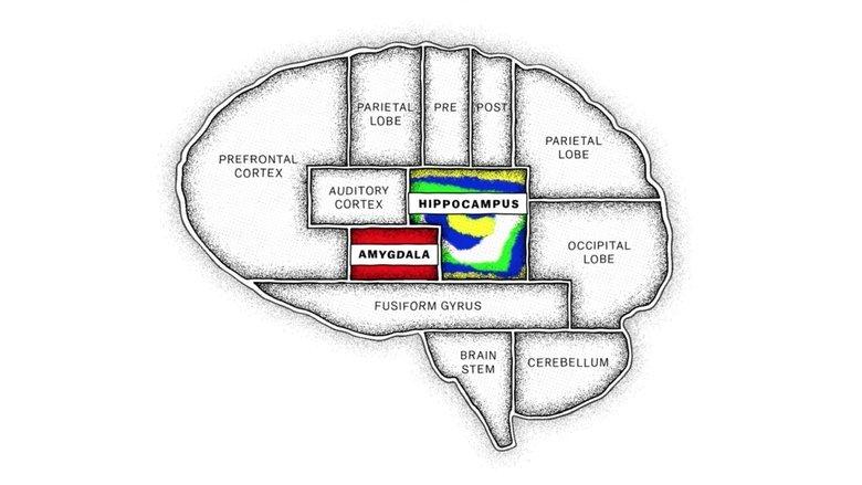 The Mind, Explained image