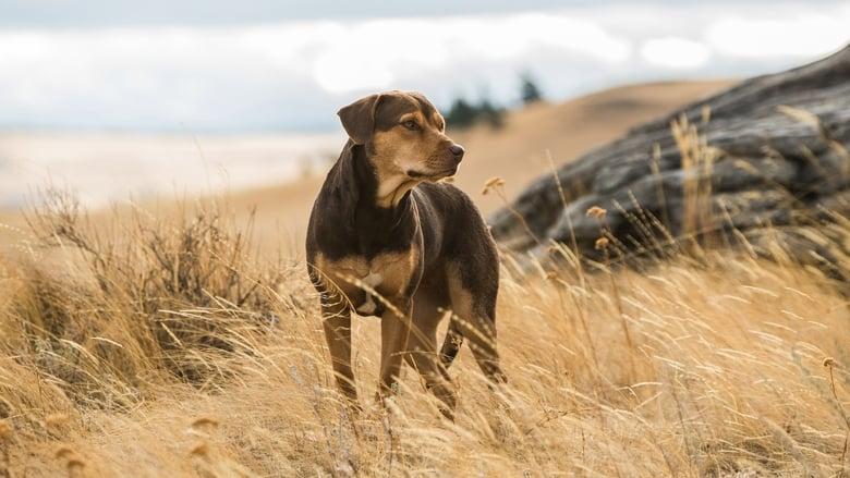 A Dog's Way Home image