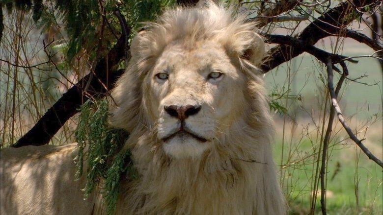 White Lion image