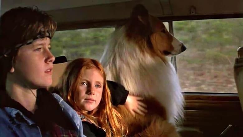 Lassie image