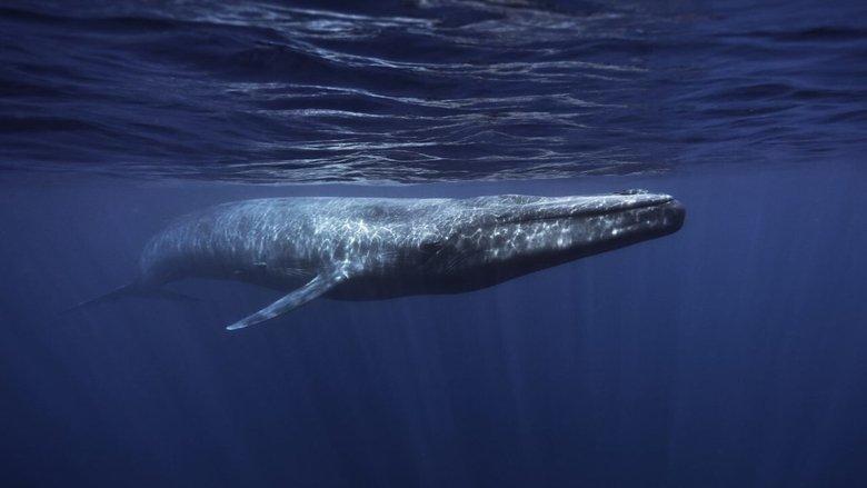 Whales in Crisis image