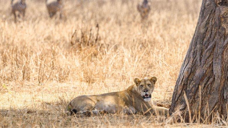 The Last Lions image