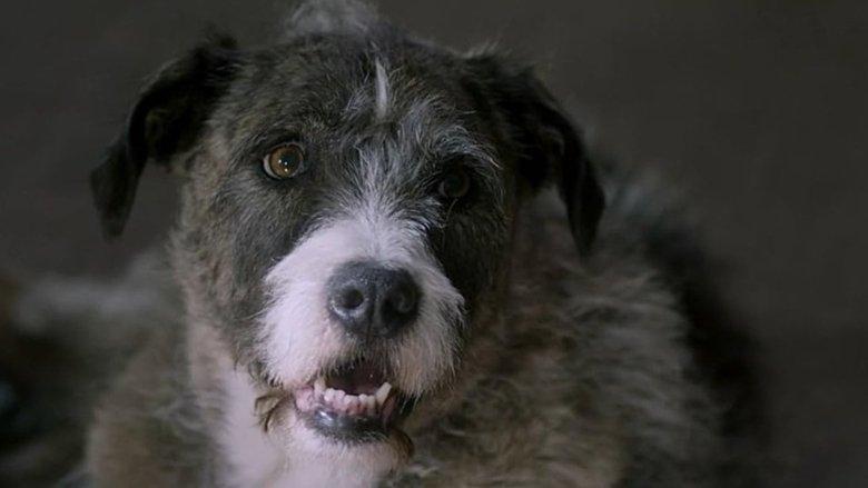 Life with Dog image