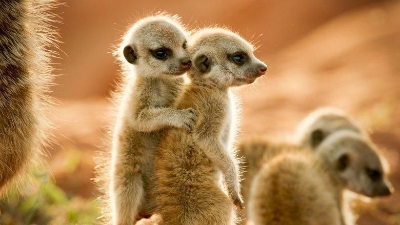 Wild Animals Babies image