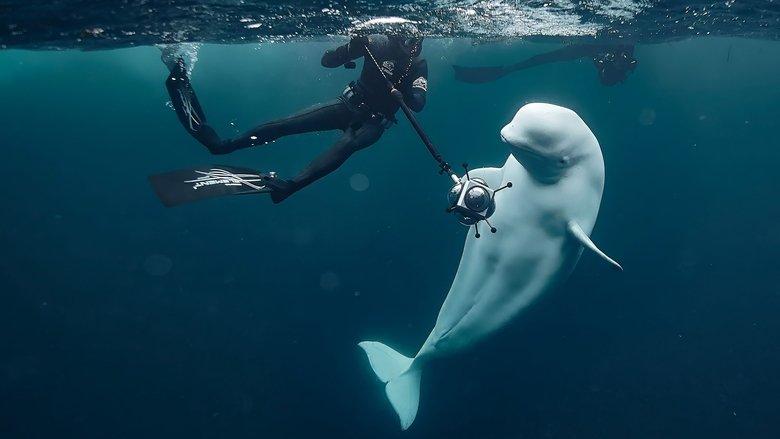#Hvaldimir, Conversation With a Spy Whale image