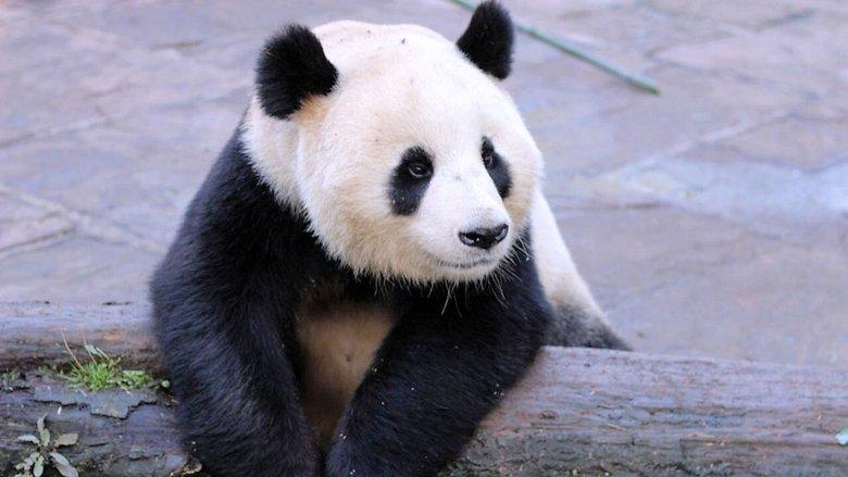 Wild About Pandas image
