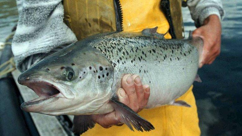 Fish: Farming in Troubled Waters image