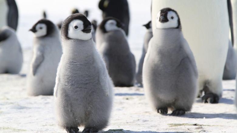 Pengi and Sommi image