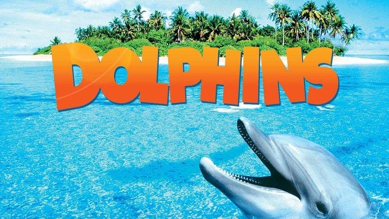 Dolphins image