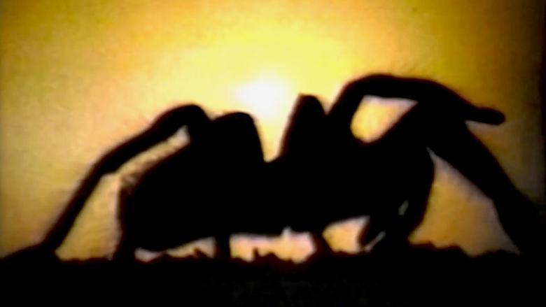 Tarantella image