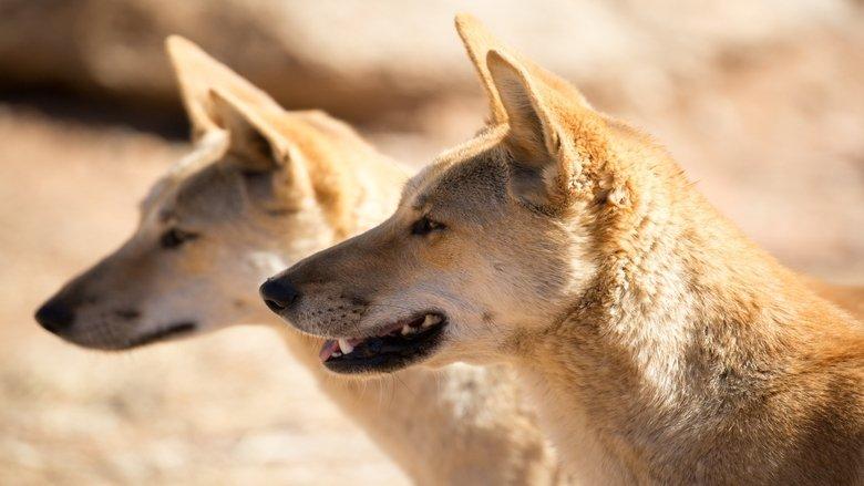 Trial In The Outback: The Lindy Chamberlain Story image