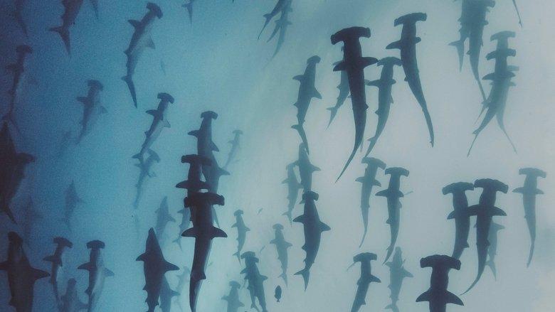 Nature's Strangest Mysteries: Solved image