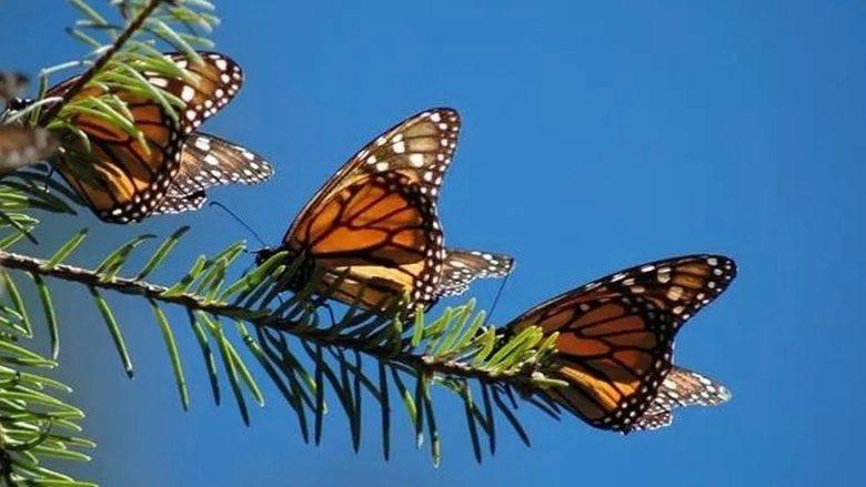 The Incredible Journey of the Butterflies image