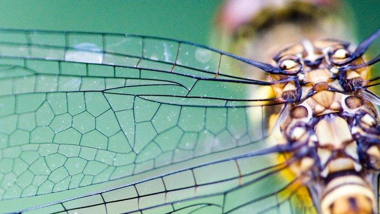 Biomimikry - Natürlich genial! image