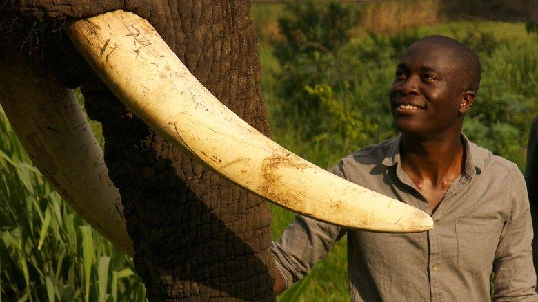Super Senses: The Secret Power of Animals image