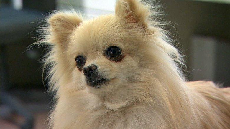 My Dog, My Happiness image