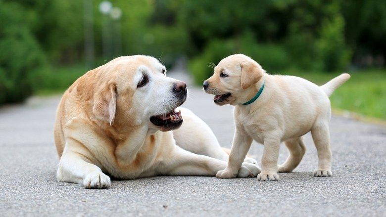 National Geographic Explorer: Science of Dogs image