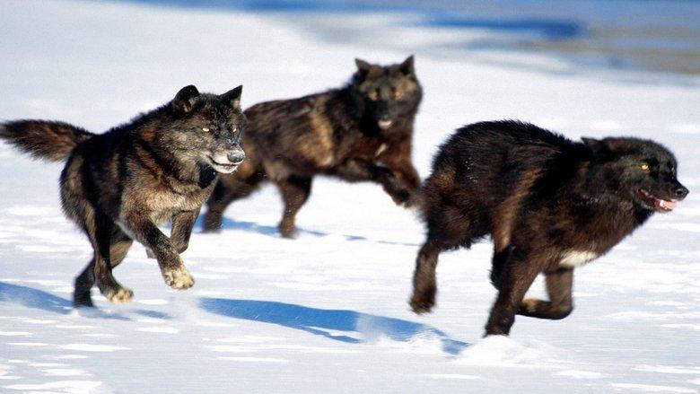 Living with Wolves image
