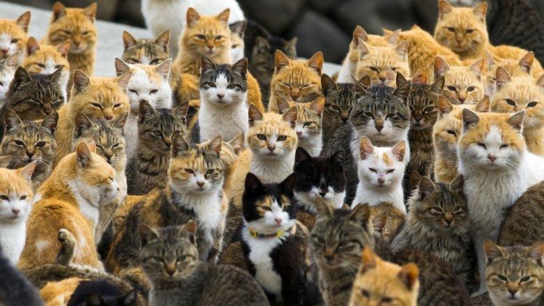 Cat Heaven Island image
