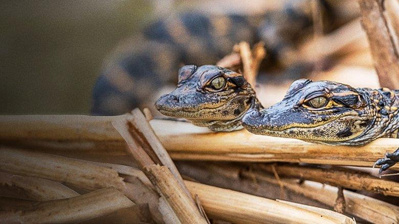 Prowlers of the Everglades image