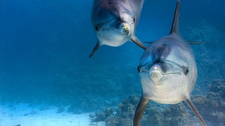 Dolphin Reef image