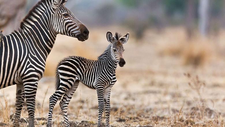 Les animaux sauvages et leurs petits image