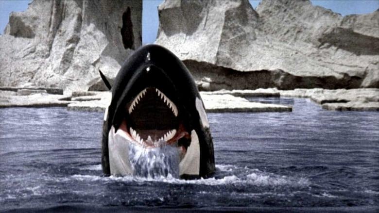 Orca image